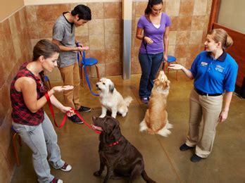 Dog training petsmart - 